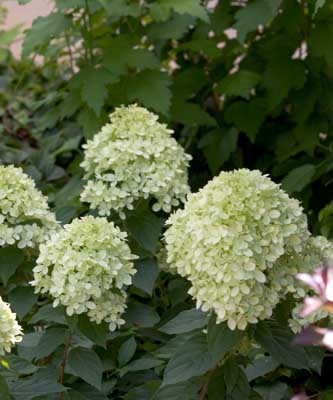 Little Lime and Bombshell Hydrangeas