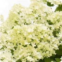 Little Lime and Bombshell Hydrangea